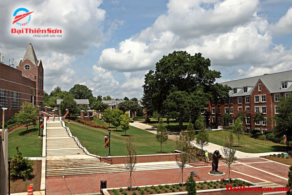 mercer university