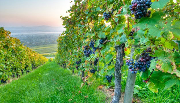  Thung lũng Swan là vùng sản xuất rượu vang lâu đời nhất ở Úc.